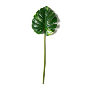 Track Stock of Monstera Leaf Stem by Ashland