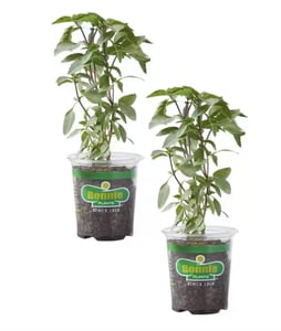 Track Stock of Basil, Live Plant (2-Pack)