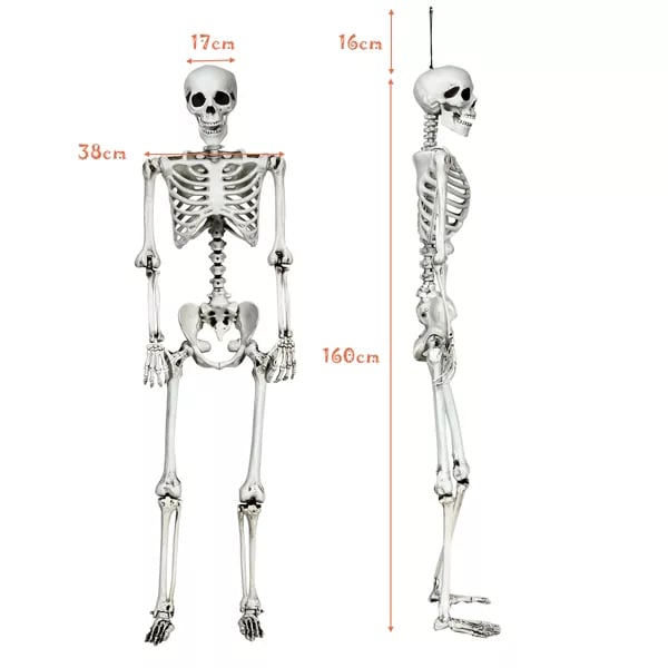 Costway 5.4ft Halloween Skeleton Life Size Restock Notifications