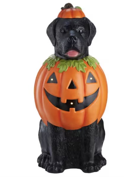 2.5 ft. LED Labrador in Pumpkin Costume  Restock Notifications