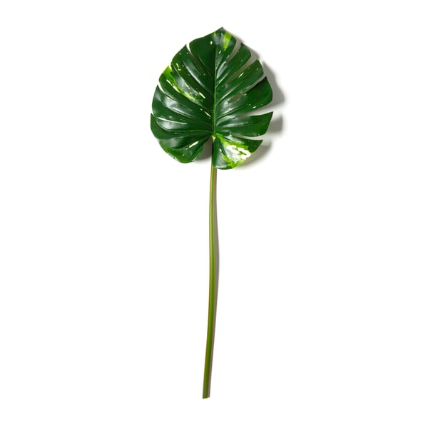 Monstera Leaf Stem by Ashland Restock Notifications