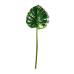Track Stock of Monstera Leaf Stem by Ashland