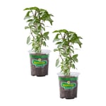 Track Stock of Thai Basil, Live Plant (2-Pack)