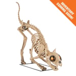 Track Stock of 5 ft. Long Grave & Bones LED Skelly's Cat
