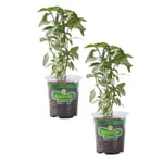 Track Stock of Holy Basil, Live Plant (2-Pack)