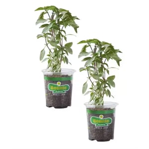 Basil, Live Plant (2-Pack) Restock Notifications